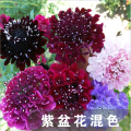 Top quality Bulk Garden flower Pincushion Seeds